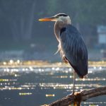 HM__Fred Bertram – Great Blue Heron
