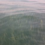 algae_canandaigua_9.2.15