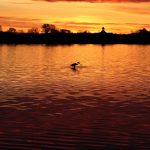 2_Early Bird_1920_5f1f07209ed08-15