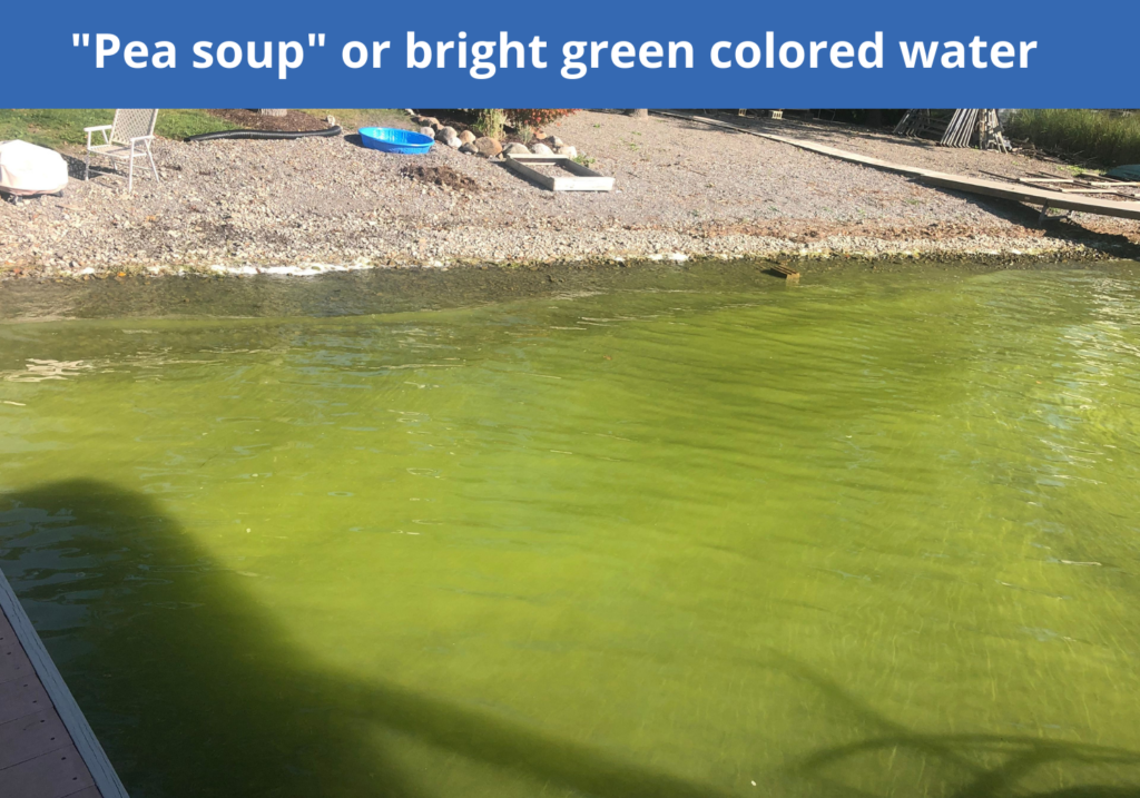 Cyano Harmful Algae Blooms CLWA