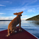1920_61001f24d6504-Murphyreadyfortake-off