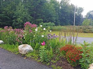 lga rain garden 3
